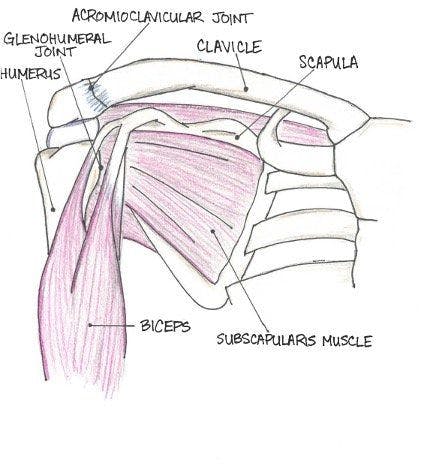 Shoulder anatomy - anterior