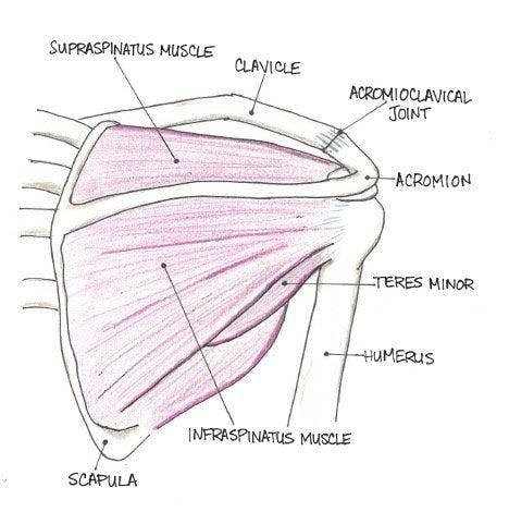 Shoulder anatomy - posterior