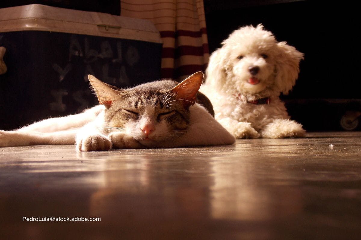 dog and cat in a home