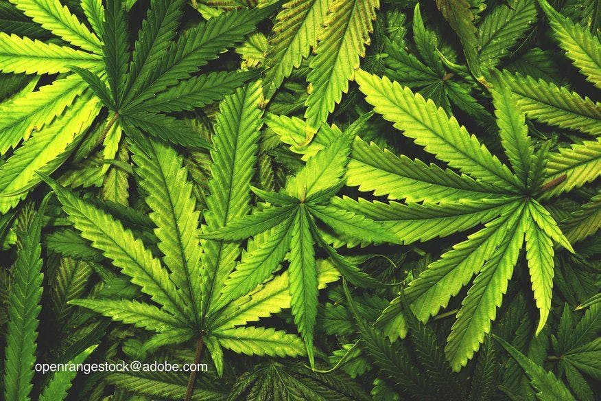image of cannabis leaves